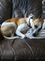 Can we share dog pictures?