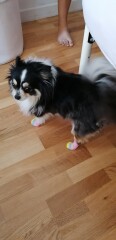 To think chihuahuas are the best dog?