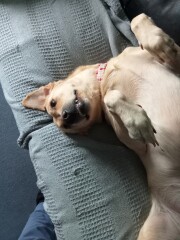 My dog is not allowed