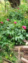 How to move plants from one part of the garden to another