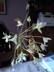 Flower id please