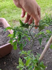 Tomato side shooting help please 