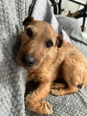 Can we share dog pictures?