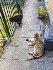 Thug cat part 4.  After all, it's not my Axminster.