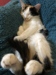 Male cats vs female cats, which are more affectionate?