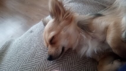 To think chihuahuas are the best dog?