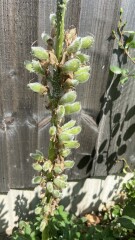 Lupin seed pods/deadheading/sowing 