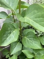 Plant ID (pics) please