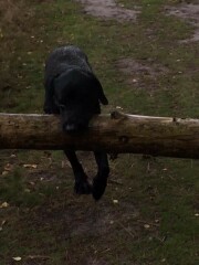 What’s the most random thing you’ve done for your dog?