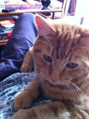 Tips on getting tablets into cat? 