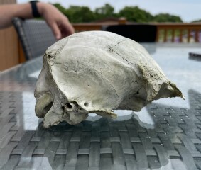 Help identify animal skull?