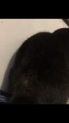 Missing fur 