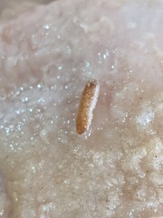 to ask if this is maggot or grain of rice?
