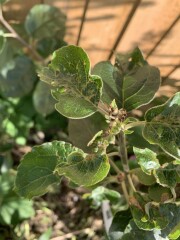 Diagnose the problem with my new apple tree - holes in some of the leaves