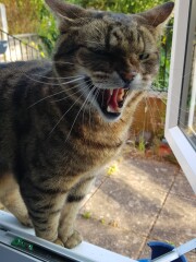 Thug cat part 4.  After all, it's not my Axminster.