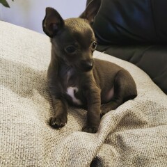 To think chihuahuas are the best dog?