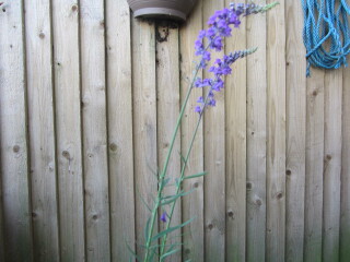 Please could someone identify these flowers