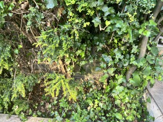 Rescuing a hedge from ivy?