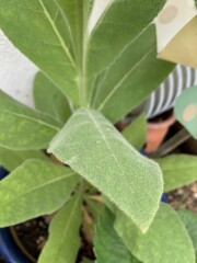 Anyone recognise this plant?