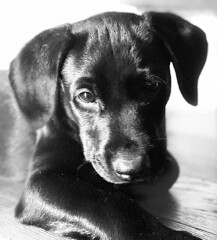 First ever puppy! Best advice please!