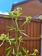 Name this plant that's appeared in my garden!!!