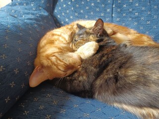 War and Peace Readalong thread 2022 - thread 2