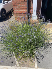 What can you plant in really poor soil?