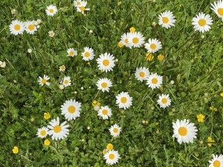 AIBU to ask you to cut your grass?