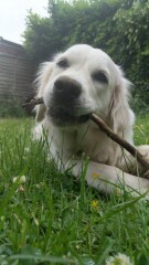 Can we share dog pictures?