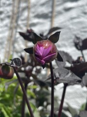 Who’s growing Dahlias this year
