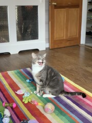 Getting a new rescue Persian with current rescue boy. 