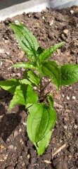 Have I just been nurturing a weed? 