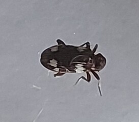 What's this critter?