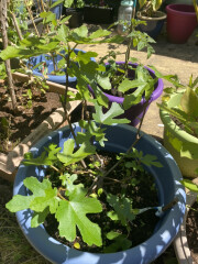The Vegetable Patch