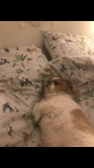 My dog is not allowed