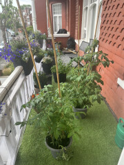 Tomato plants