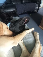 My dog is not allowed