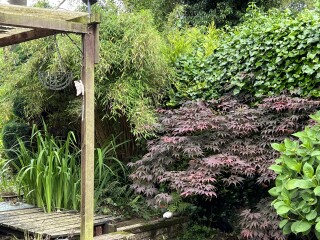 Removing trees/plants from established garden