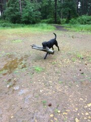 What’s the most random thing you’ve done for your dog?