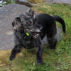 Can we share dog pictures?