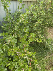 The Vegetable Patch