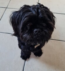 Can we share dog pictures?
