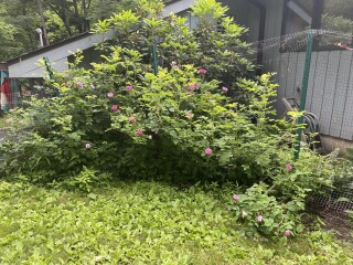 Come and tell me your dull and unexciting news 22: Calmly through the day