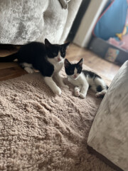 We've just picked up our new kittens!