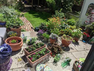 *PICS* Complete novice with a blank slate garden