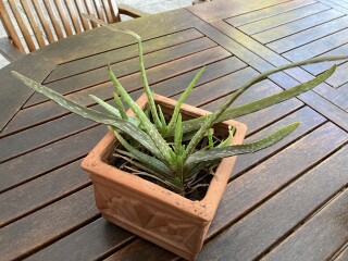 Please help me with my aloe veras