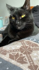 Things we love about cats