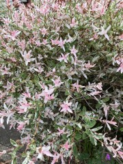 Two plant ID questions