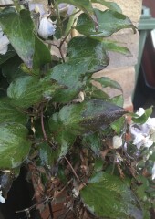 What has happened to my poor clematis?