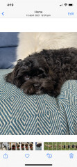 Can we share dog pictures?